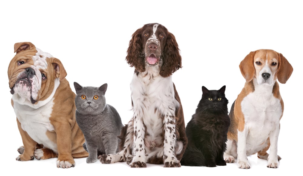 NYC Apartment Life and Pet Custody in Divorce